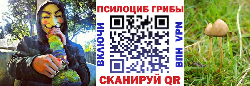 Галлюциногенные грибы Psilocybe  KRAKEN ссылки  Пенза 